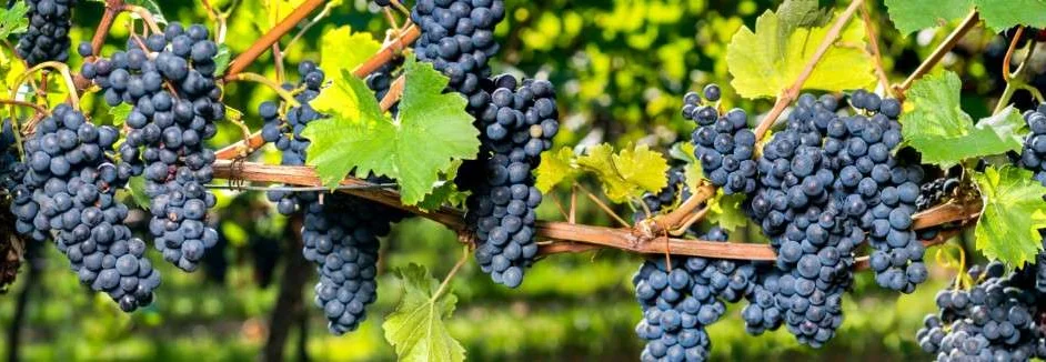 Blaue Trauben an einem Rebstock